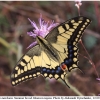 pap machaon imago17 kher